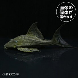 ブルーアイプレコ（M） BEP02 スプリングセール熱帯魚
