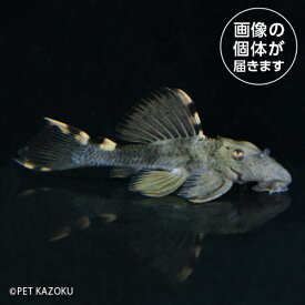 タイガーフィンサタンプレコTFS3 4月新入荷熱帯魚