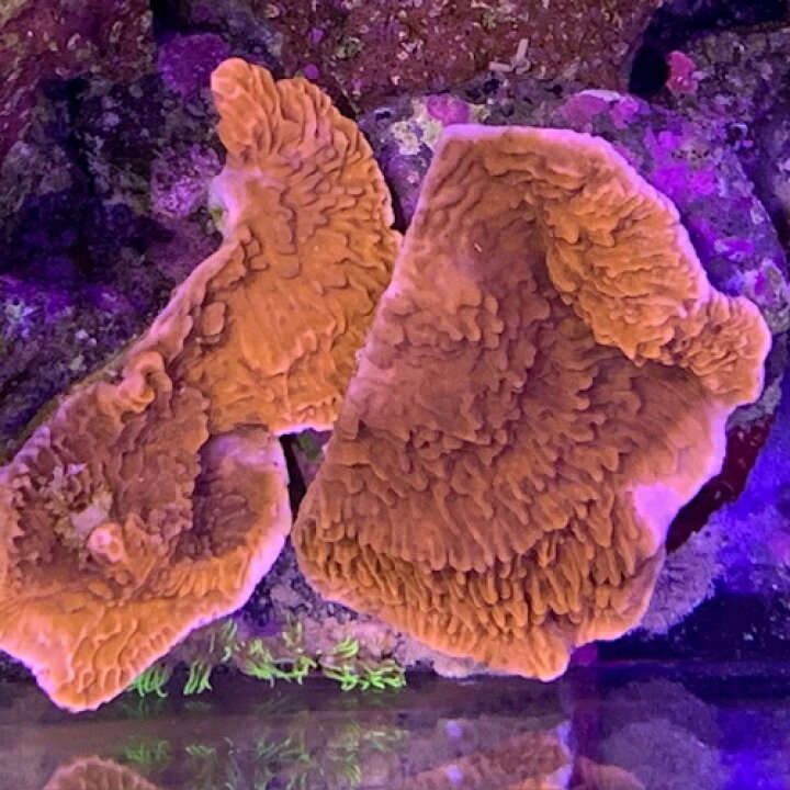 楽天市場】コモンサンゴ ウスコモンサンゴ レッド カットMS【熱帯魚  