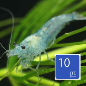 ブルーベルベットシュリンプ 10匹セット おまとめ売り 【淡水魚】【熱帯魚】【観賞魚】 アクアリウム