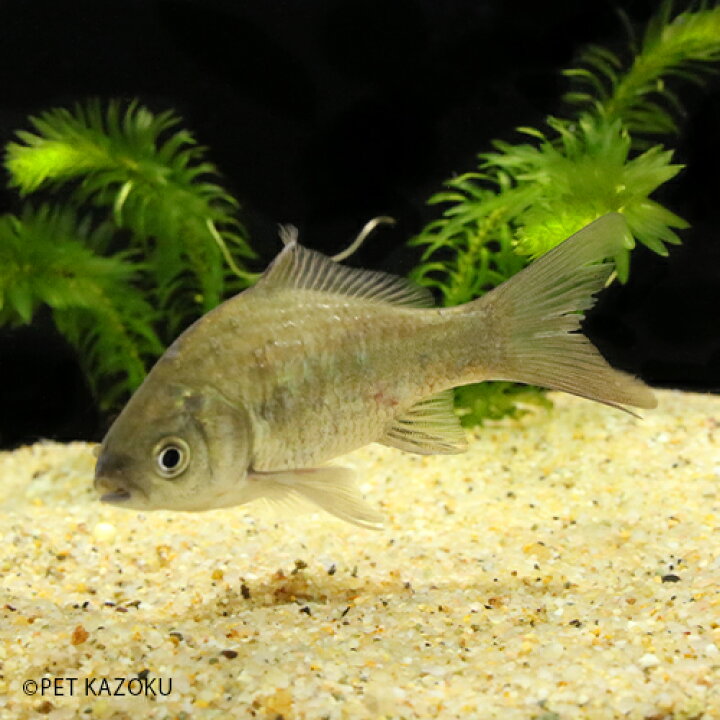 楽天市場 ヘラブナ 1匹 10 12cm程度 観賞魚 魚 アクアリウム ペット 国産 淡水魚 フナ 鮒 未来アクアリウム 楽天市場店