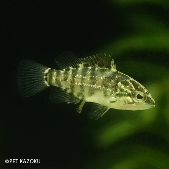 楽天市場 オヤニラミ ベビー 1匹 1cm程度 観賞魚 魚 アクアリウム ペット 国産 淡水魚 未来アクアリウム 楽天市場店