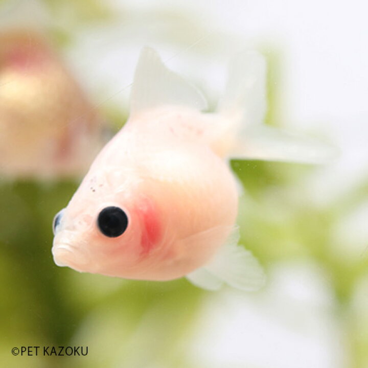 楽天市場 国産ピンポンパール ブリーダー物 1匹 2 2 5cm程度 金魚 ピンポンパール 観賞魚 魚 アクアリウム ペット 国産 未来アクアリウム 楽天市場店
