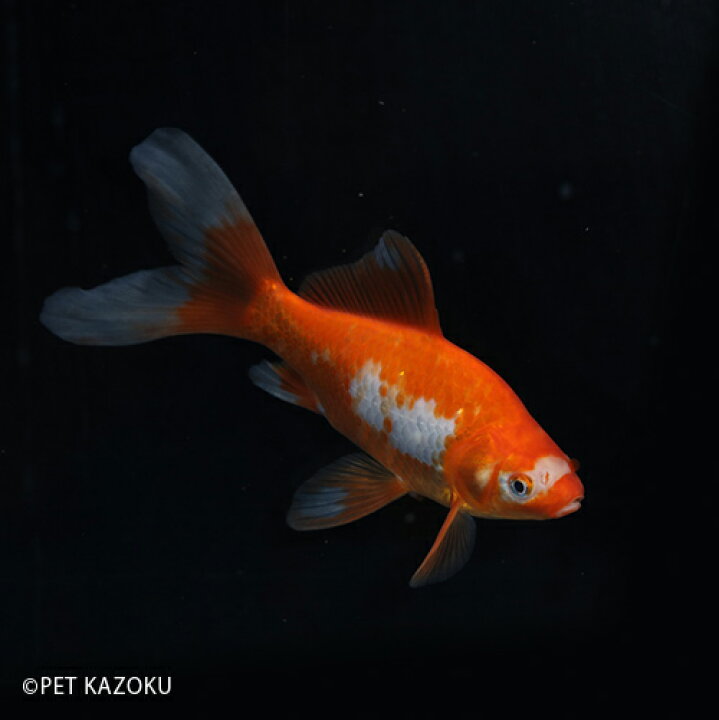 楽天市場 サラサコメット 埼玉 木村 三歳 1匹 金魚 コメット 和金 観賞魚 魚 アクアリウム ペット 国産 未来アクアリウム 楽天市場店