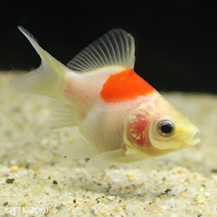 楽天市場 福だるま 弥富 Dry09 1匹 4 5cm程度 金魚 観賞魚 魚 アクアリウム ペット 未来アクアリウム 楽天市場店