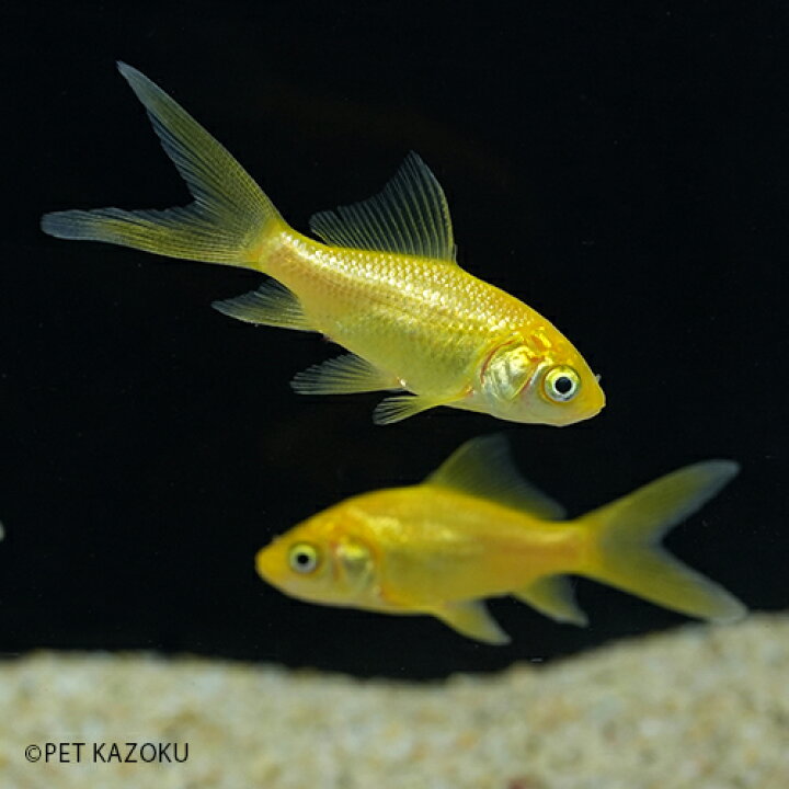 楽天市場】ゴールデンコメット (埼玉/荻野) 1匹 (4〜5cm程度) 金魚 観賞魚 魚 アクアリウム ペット 国産 : 未来アクアリウム 楽天市場店