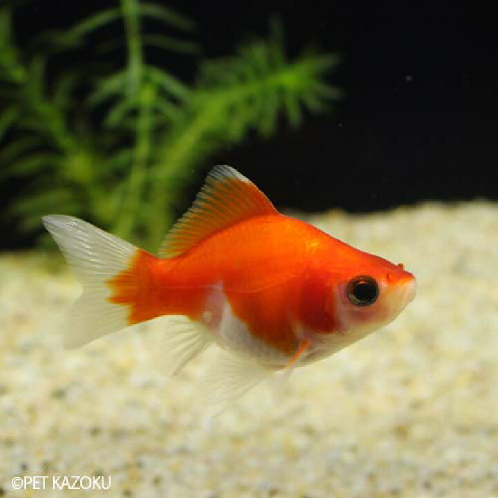 楽天市場 福だるま 弥富 Dfk01 1匹 5cm程度 金魚 観賞魚 魚 アクアリウム ペット 国産 未来アクアリウム 楽天市場店
