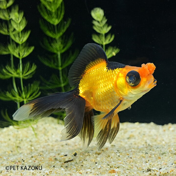 楽天市場 花房出目 赤黒 中国 1匹 10 11cm程度 金魚 蝶尾 観賞魚 魚 アクアリウム ペット 中国産 未来アクアリウム 楽天市場店