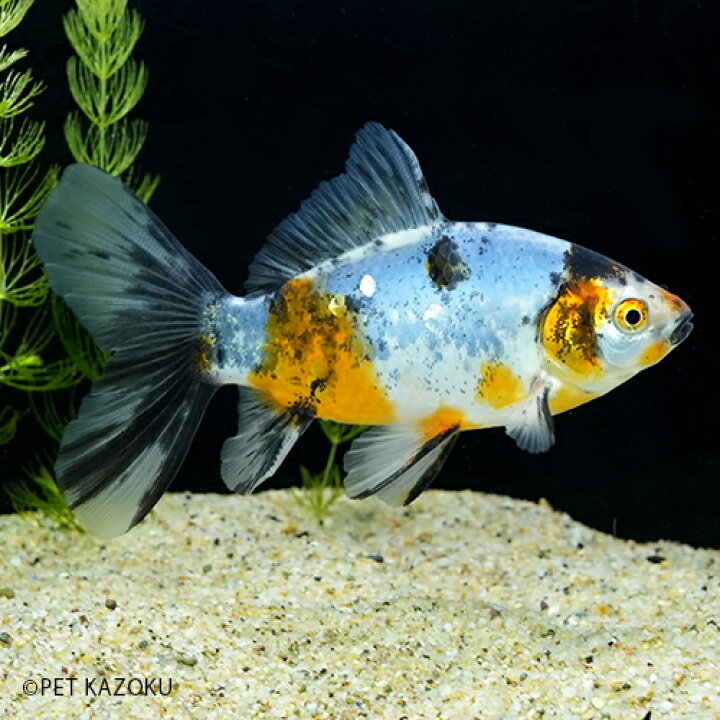 楽天市場 ブリストル朱文金 埼玉 Ml Rtr05 1匹 12 13cm程度 金魚 観賞魚 魚 アクアリウム ペット 未来アクアリウム 楽天市場店