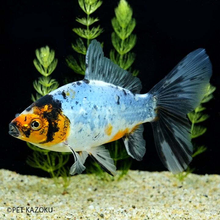 本格派ま 国産金魚 朱文金 全長約2４cm 弥冨産 一点物 Shipsctc Org