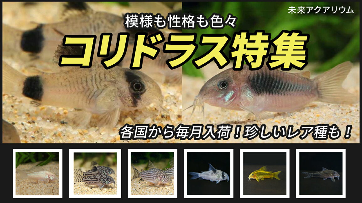 楽天市場 | 未来アクアリウム 楽天市場店 - 【コリドラス特集】人気 