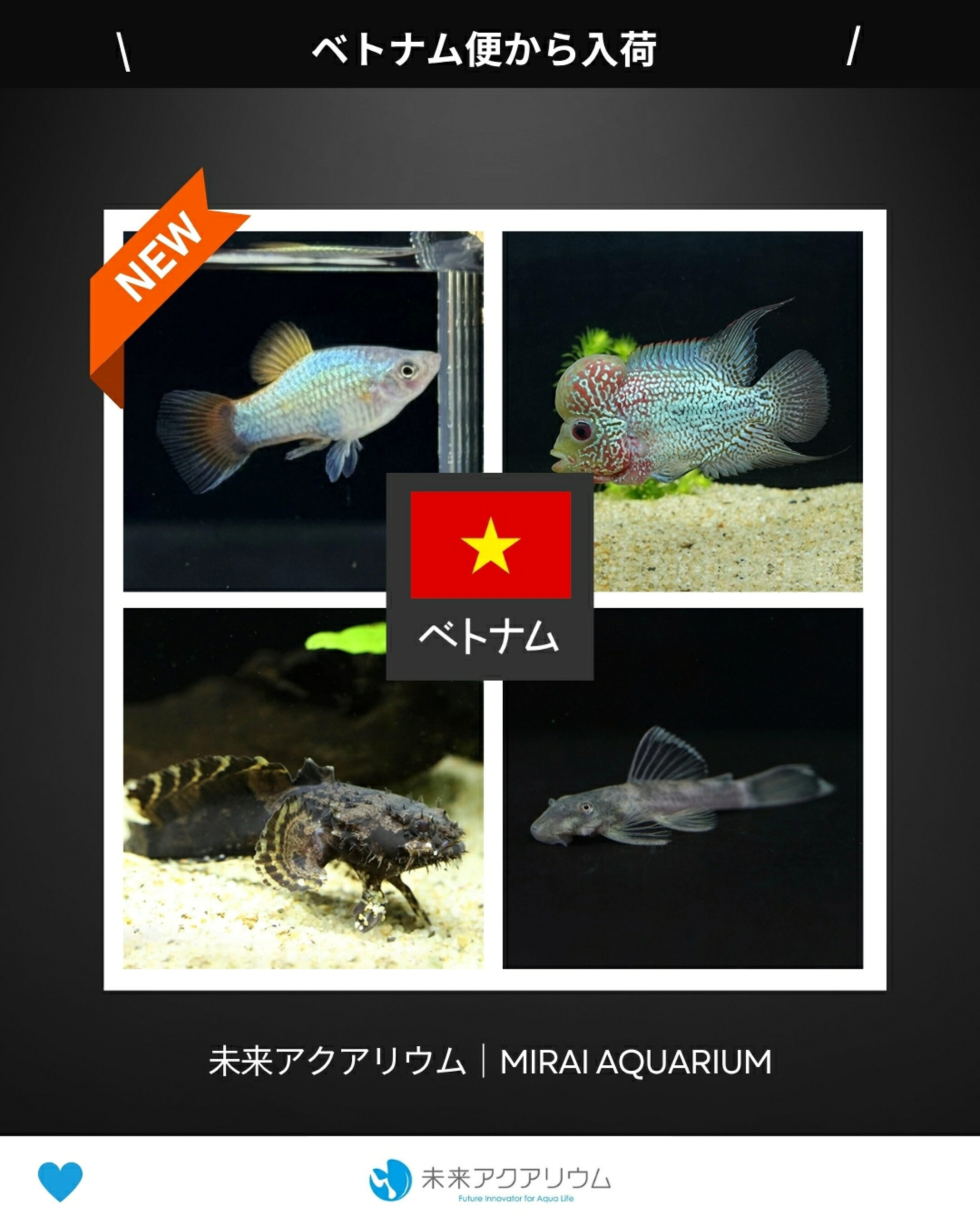 未来アクアリウム|熱帯魚入荷（ベトナム便）