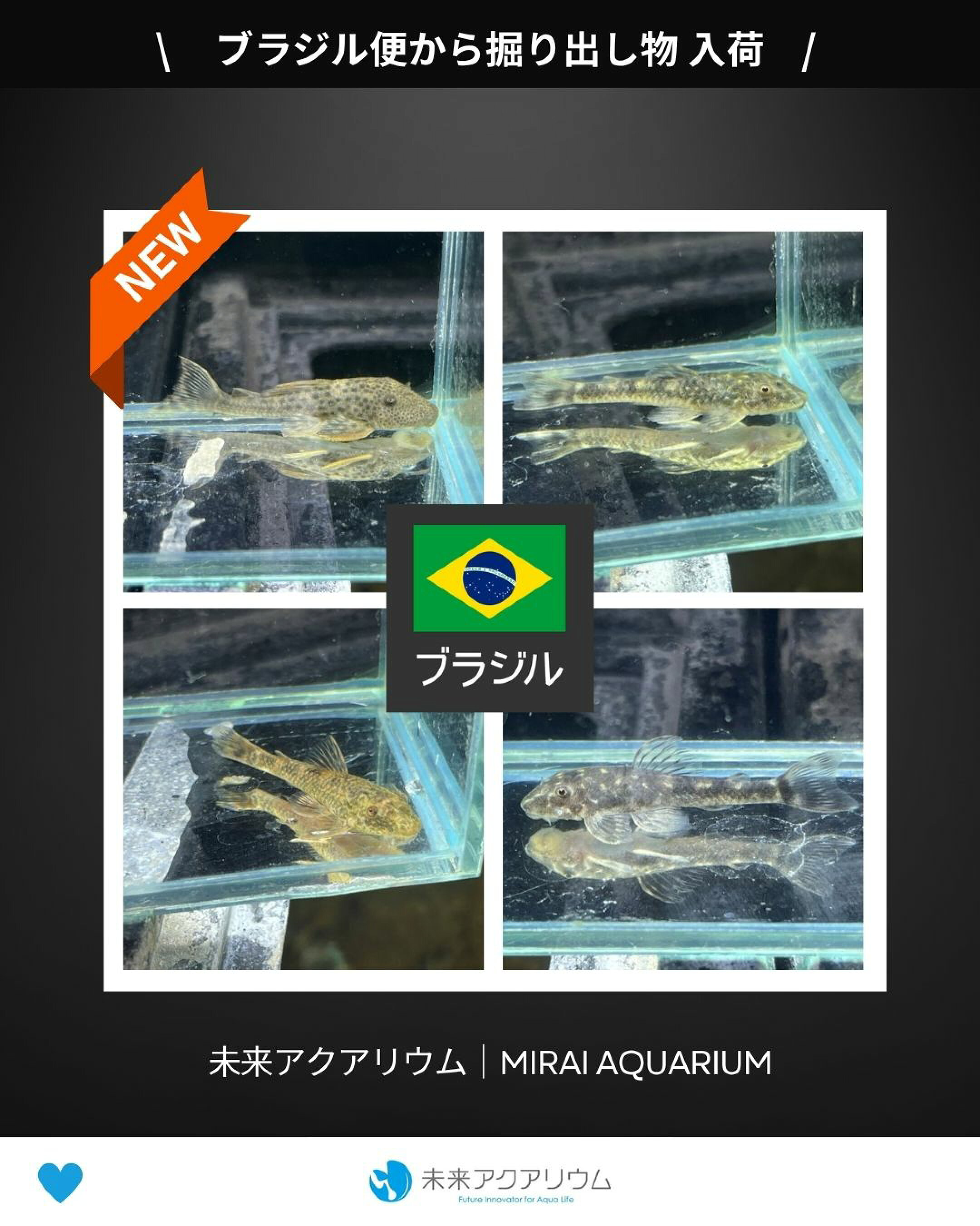 未来アクアリウム｜掘り出し物（ブラジル便）入荷