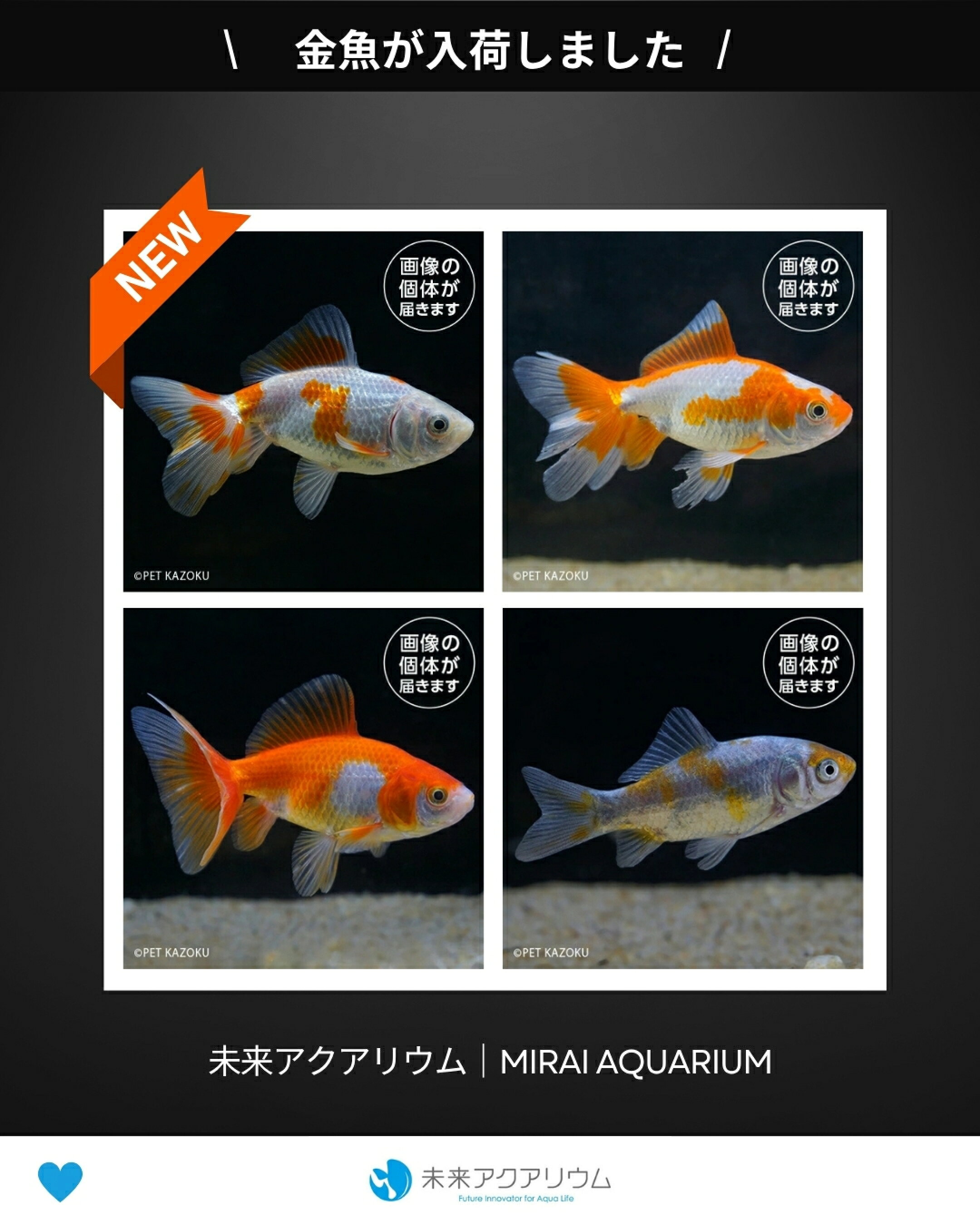 未来アクアリウム|国産金魚入荷