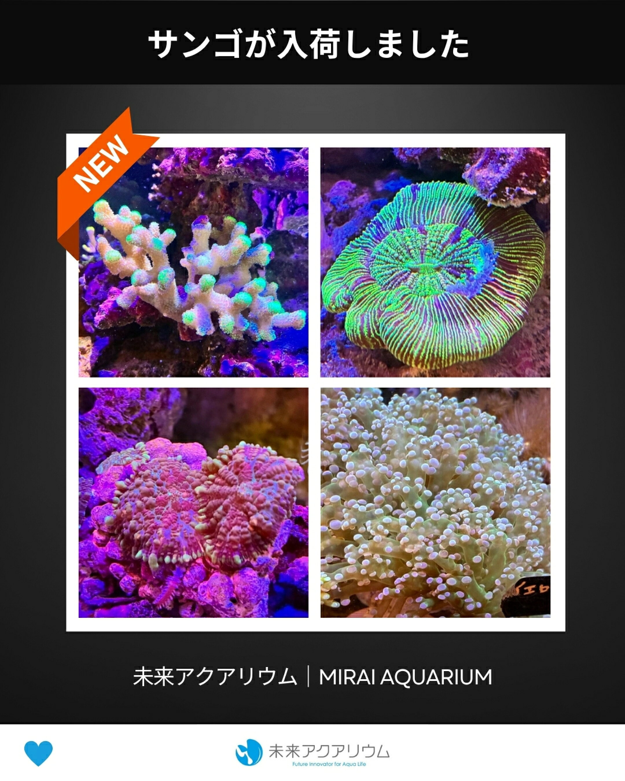 未来アクアリウム|サンゴ入荷