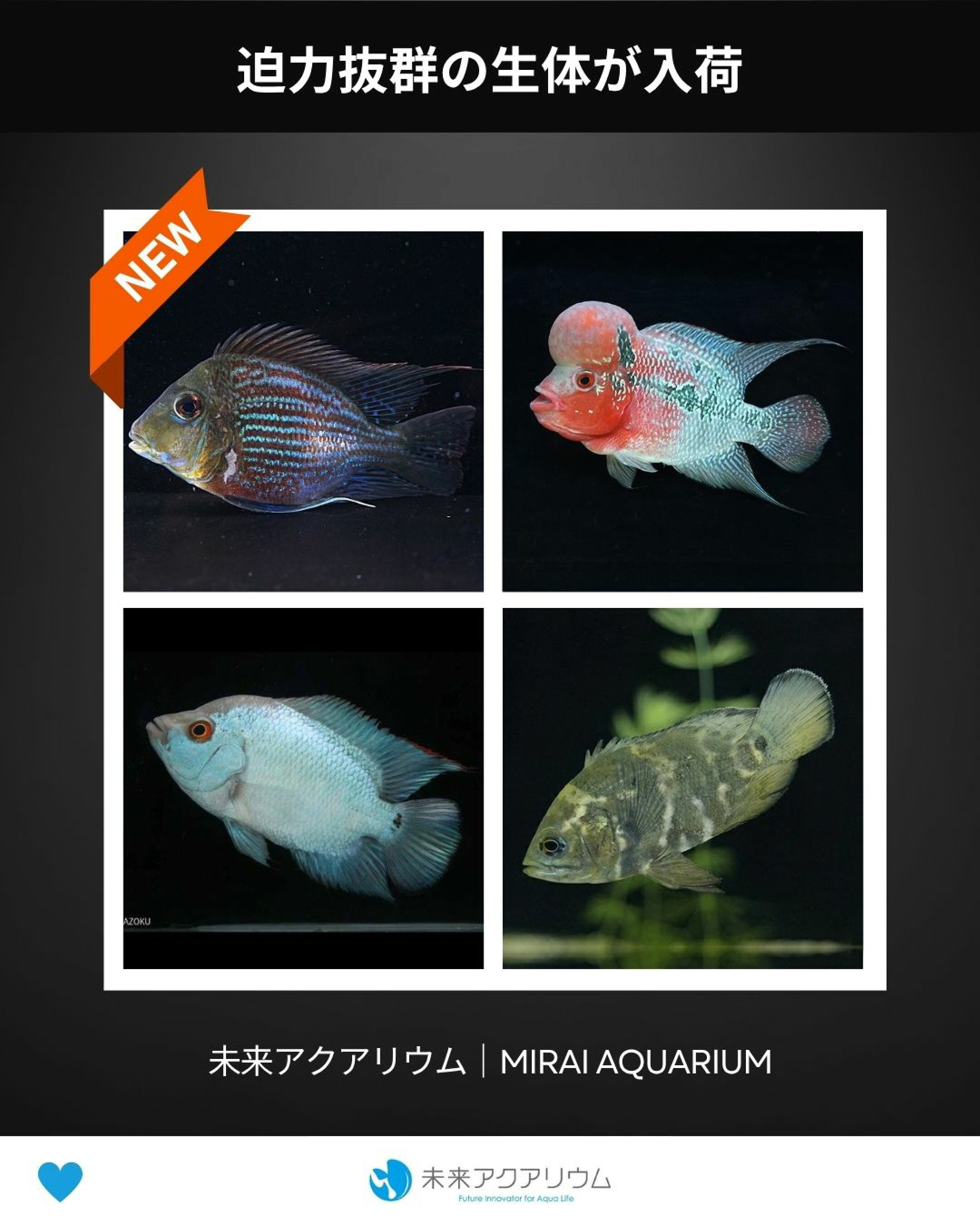 未来アクアリウム｜熱帯魚入荷