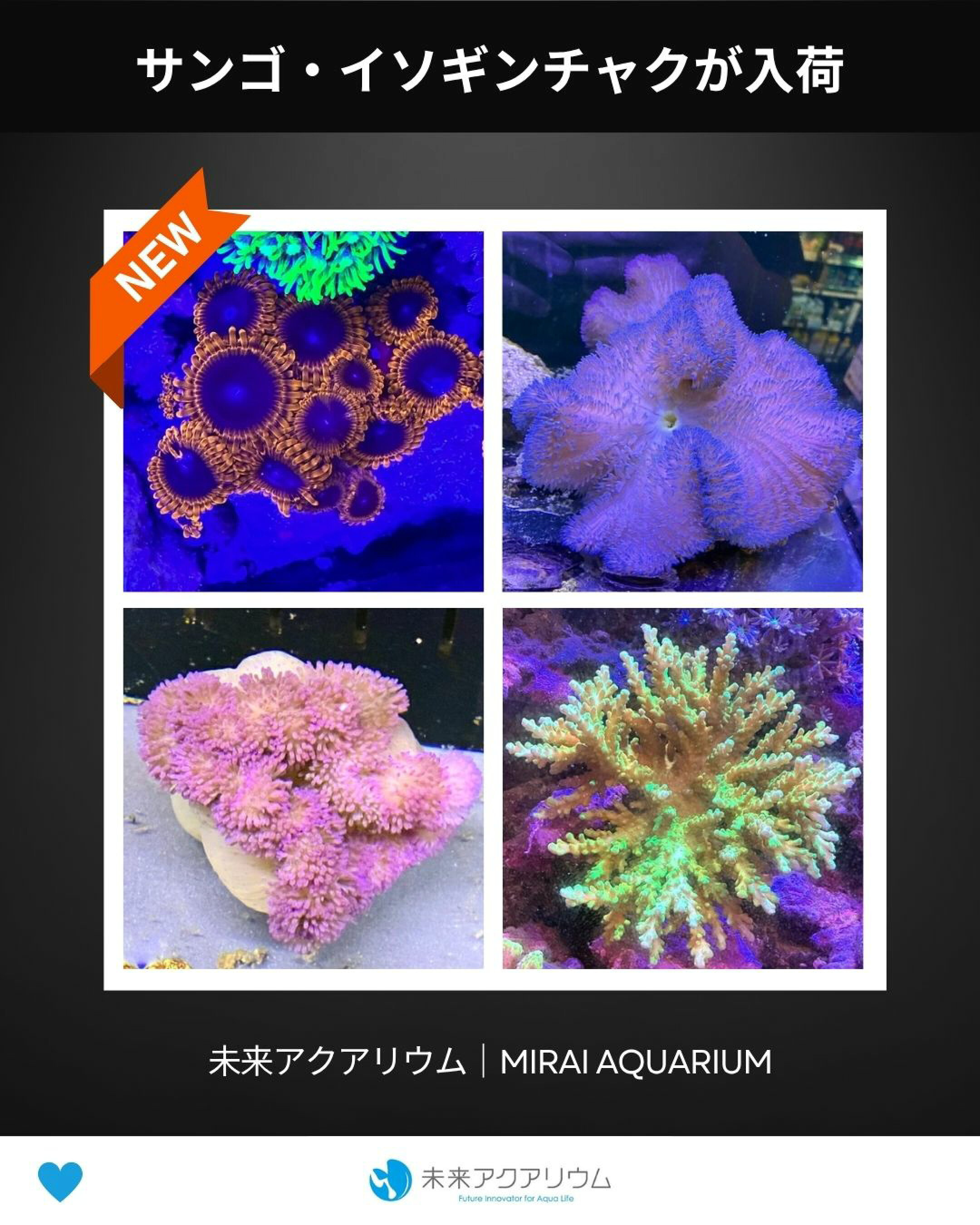 未来アクアリウム｜サンゴ入荷