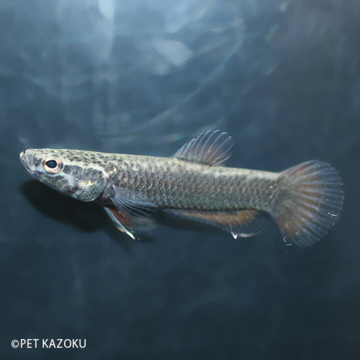 New 熱帯魚 ベタ ルブラ ワイルド １ペア 北海道 九州 沖縄航空便要保温 沖縄別途送料 Settefibra Com Br