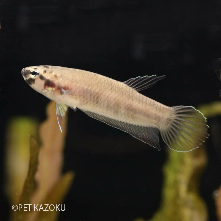 楽天市場 ワイルドベタ デニスヨンギィ 1ペア Wbd02 3 4cm程度 ワイルド インドネシア 観賞魚 魚 アクアリウム 熱帯魚 アナバス ペット 飼育 未来アクアリウム 楽天市場店 楽天市場 ワイルドベタ デニスヨンギィ 1ペア Wbd02 3 4cm程度 ワイルド インドネシア 観賞魚 魚 アクアリウム 熱帯魚 アナバス ペット 飼育 未来アクアリウム 楽天市場店