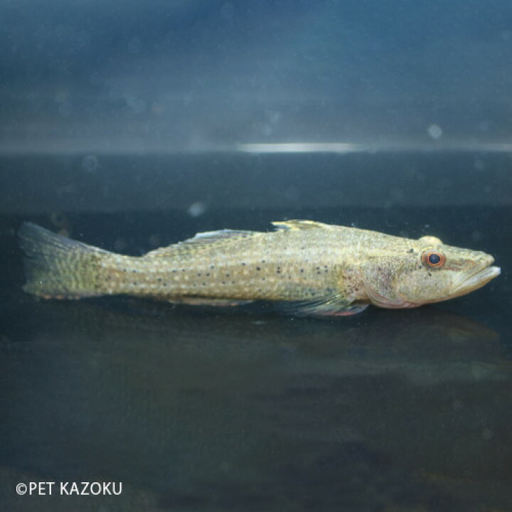 楽天市場 クレイジーフィッシュ 1匹 汽水魚 ハゼ 観賞魚 魚 アクアリウム 熱帯魚 ペット 未来アクアリウム 楽天市場店