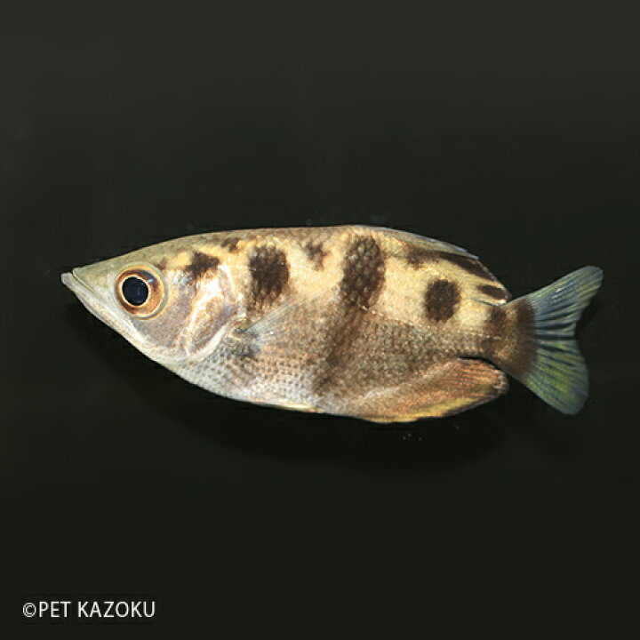 楽天市場 アーチャーフィッシュ 1匹 汽水魚 観賞魚 魚 アクアリウム 熱帯魚 ペット 鉄砲魚 ワイルド 未来アクアリウム 楽天市場店
