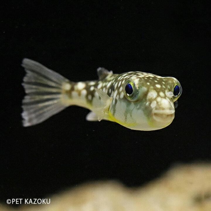 楽天市場 パトカパファー Sm 1匹 フグ パファー 観賞魚 魚 アクアリウム 熱帯魚 ペット ワイルド 未来アクアリウム 楽天市場店 楽天市場 パトカパファー Sm 1匹 フグ パファー 観賞魚 魚 アクアリウム 熱帯魚 ペット ワイルド 未来アクアリウム 楽天市場店