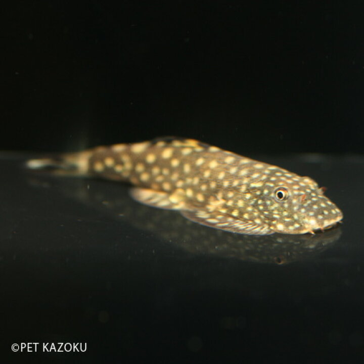 楽天市場 ボルネオサッカープレコ 1匹 コイの仲間 観賞魚 魚 アクアリウム 熱帯魚 ペット 未来アクアリウム 楽天市場店
