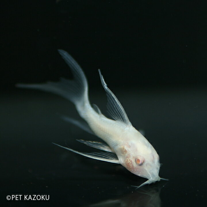 楽天市場 コリドラス ロングフィンアルビノパレアタス 1匹 コリドラス 観賞魚 魚 アクアリウム 熱帯魚 ペット ショートノーズ 未来アクアリウム 楽天市場店