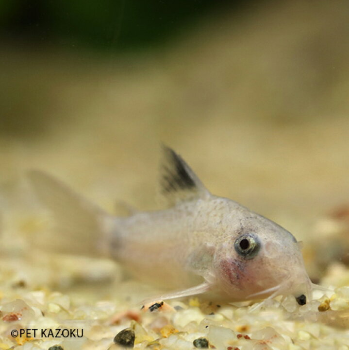 楽天市場 コリドラス ホワイトパンダ 1匹 コリドラス 観賞魚 魚 アクアリウム 熱帯魚 ペット 未来アクアリウム 楽天市場店