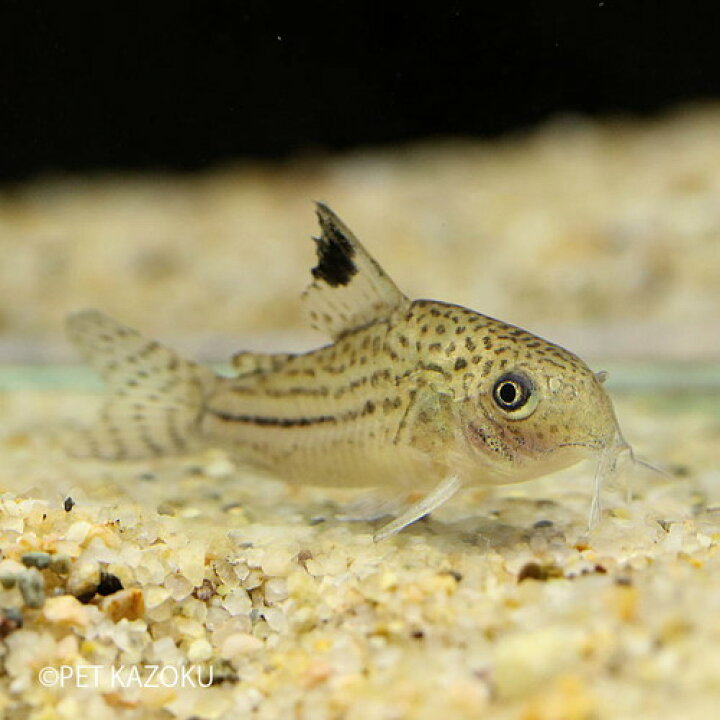 楽天市場 コリドラス ジュリー プルス 1匹 3cm程度 ワイルド 観賞魚 魚 アクアリウム 熱帯魚 ペット 水槽 飼育 コリドラス 12月セールコリドラス 未来アクアリウム 楽天市場店