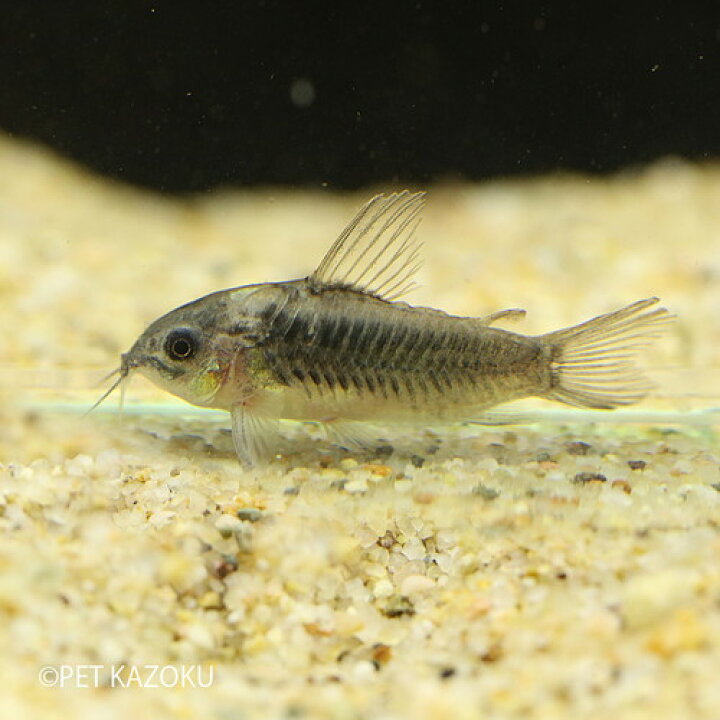 楽天市場 コリドラス エレガンス プルス 1匹 3cm程度 ワイルド 観賞魚 魚 アクアリウム 熱帯魚 ペット 水槽 飼育 コリドラス 未来アクアリウム 楽天市場店