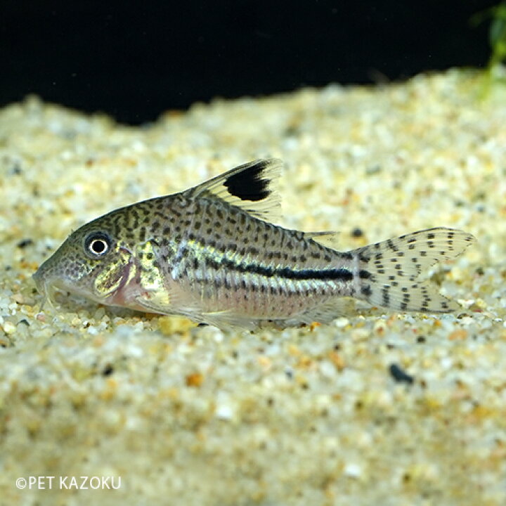 人気ブラドン 熱帯魚 コリドラス シュワルツィ 4cm 3匹 Shipsctc Org 人気ブラドン 熱帯魚 コリドラス シュワルツィ 4cm 3匹 Shipsctc Org