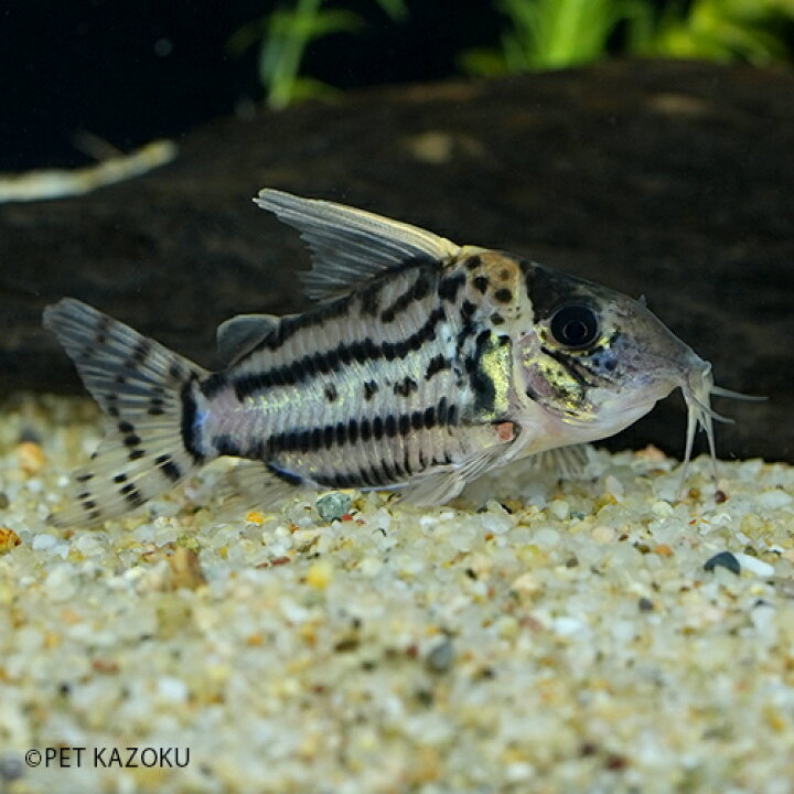 楽天市場 コリドラス シュワルツィ プルス 1匹 2 3cm程度 コリドラス 観賞魚 熱帯魚 アクアリウム 未来アクアリウム 楽天市場店