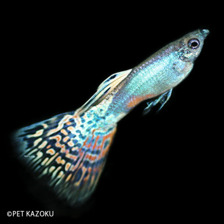 セール 登場から人気沸騰 熱帯魚 グッピー 国産レッドグラスグッピー アダルトサイズ 1ペア Shipsctc Org