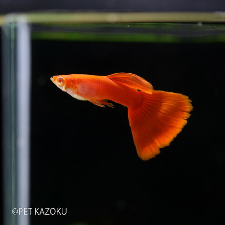 最新作の 熱帯魚 グッピー 国産rreaフルレッドグッピー アダルトサイズ 5ペア Settefibra Com Br