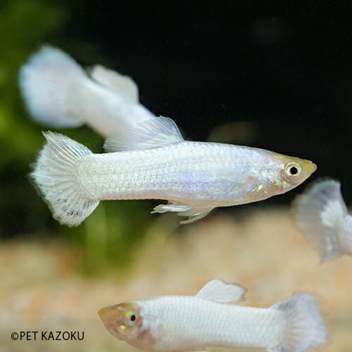 楽天市場 スノーホワイト M オスのみ 1匹 3 4cm程度 グッピー 観賞魚 魚 アクアリウム 熱帯魚 ペット 未来アクアリウム 楽天市場店