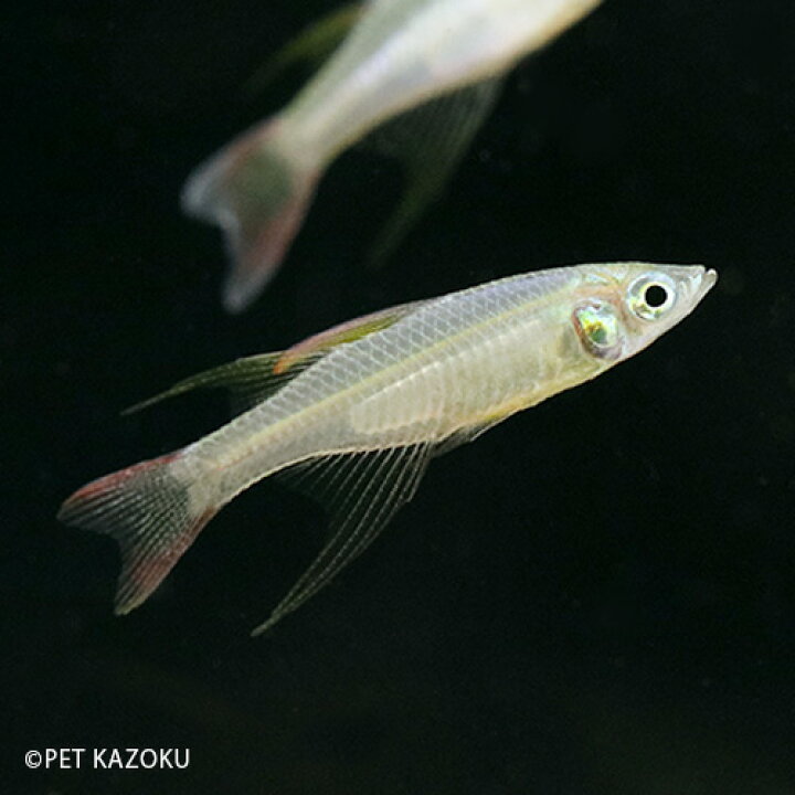 国内最安値に挑戦 淡水魚 お取り寄せ ニューギニアレインボー 6匹 生体 Shipsctc Org