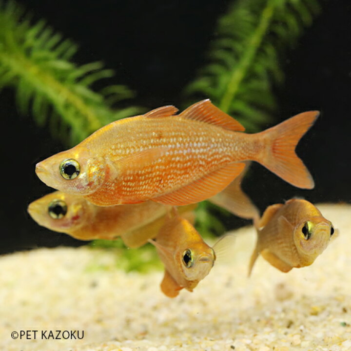 国内正規総代理店アイテム 熱帯魚 レインボーフィッシュ コームスケールレインボー 3cm 1匹 Shipsctc Org