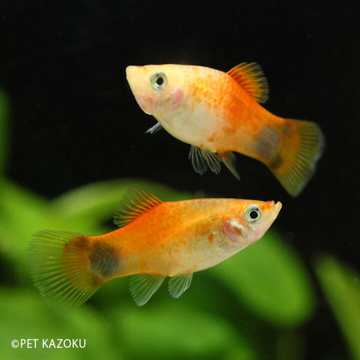 玄関先迄納品 熱帯魚 プラティ レッドミッキーマウスプラティ 2cm 5匹 Shipsctc Org