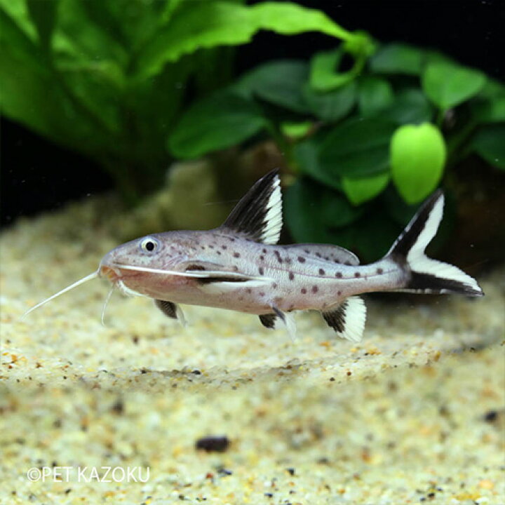 楽天市場 シノドンティス グラニュロサス 1匹 観賞魚 魚 アクアリウム 熱帯魚 ナマズの仲間 ペット 未来アクアリウム 楽天市場店
