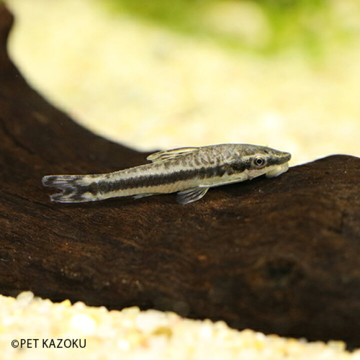 楽天市場 オトシンクルス コロンビア 1匹 3cm程度 観賞魚 魚 アクアリウム 熱帯魚 ナマズ オトシン ペット 飼育 ワイルド コケ取り 苔 未来アクアリウム 楽天市場店