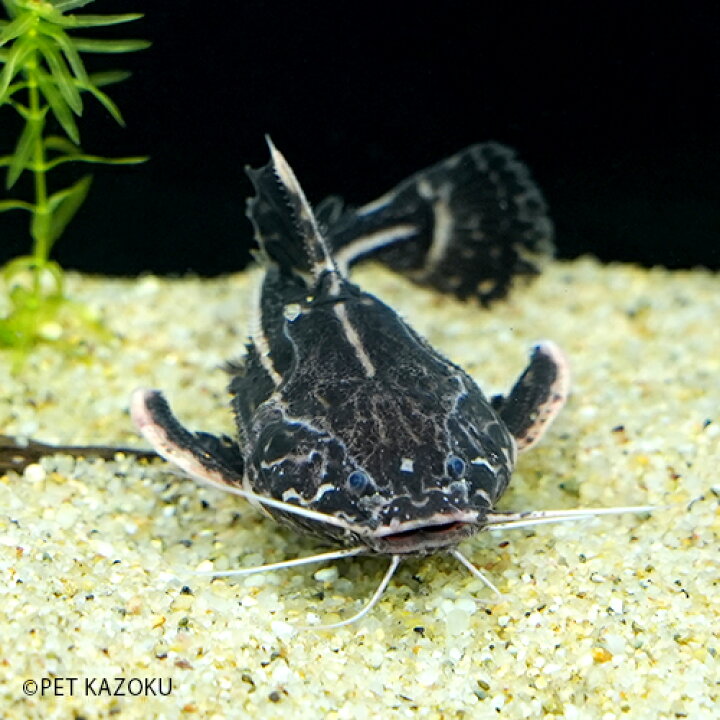楽天市場 アカンソドラス ネグロ カイクビ M 1匹 10 12cm程度 ワイルド 観賞魚 魚 アクアリウム 熱帯魚 ペット 水槽 飼育 ナマズの仲間 未来アクアリウム 楽天市場店