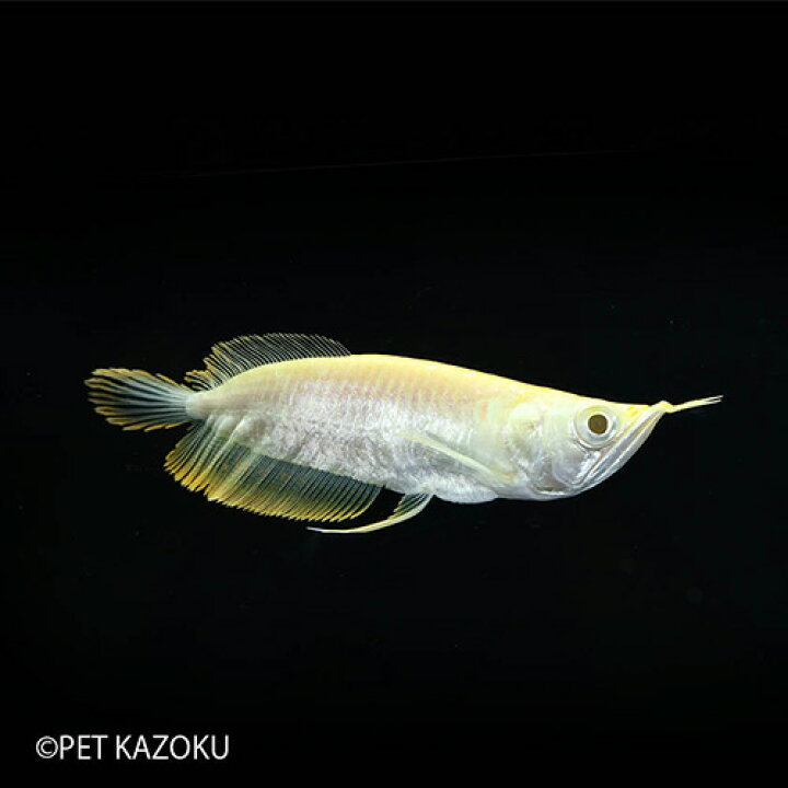 楽天市場 スーパーショートボディアルビノシルバーアロワナ 0225b 1匹 観賞魚 魚 アクアリウム 熱帯魚 アロワナ 古代魚 ペット レア 未来アクアリウム 楽天市場店 楽天市場 スーパーショートボディアルビノシルバーアロワナ 0225b 1匹 観賞魚 魚 アクアリウム 熱帯魚 アロワナ 古代魚 ペット レア 未来アクアリウム 楽天市場店