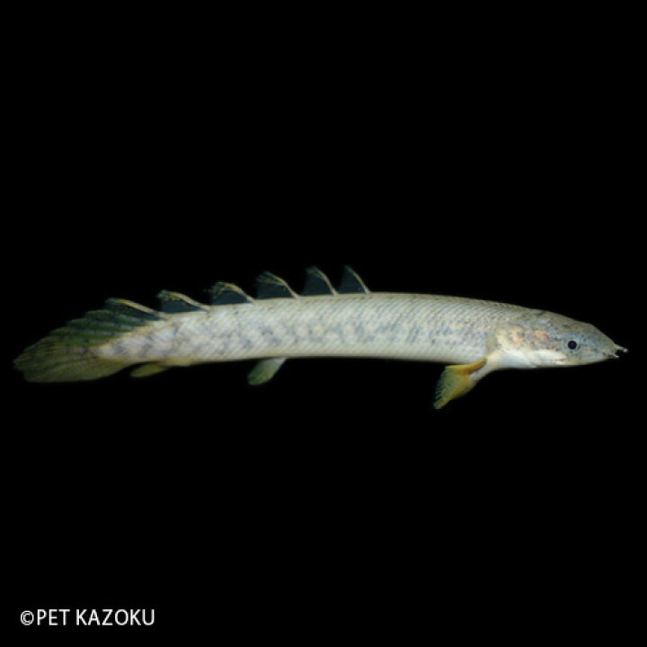 楽天市場 ポリプテルス ポーリー ブリード 1匹 5 6cm程度 ポリプテルス ポリプ 古代魚 観賞魚 魚 アクアリウム 熱帯魚 ペット 未来アクアリウム 楽天市場店