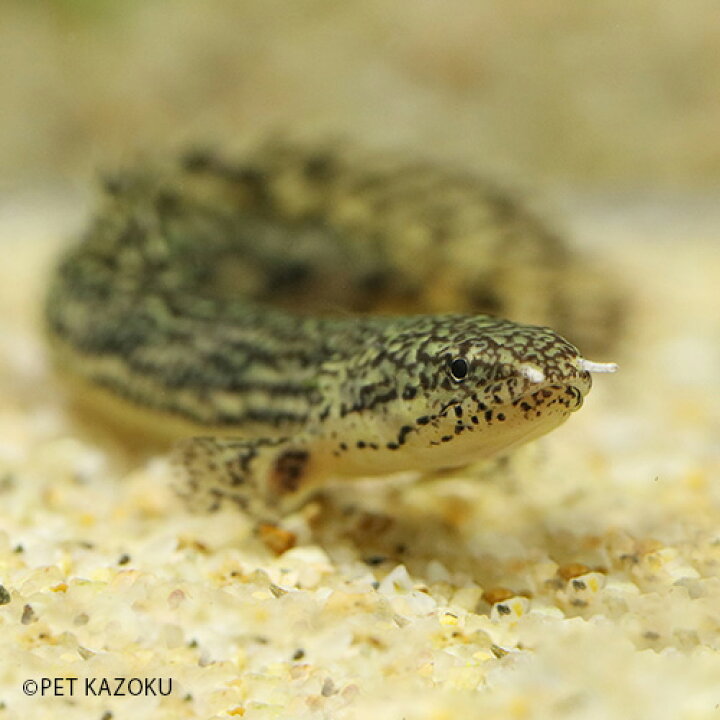 お求めやすく価格改定 熱帯魚 古代魚 ポリプテルス セネガルス 7cm 1匹 Shipsctc Org