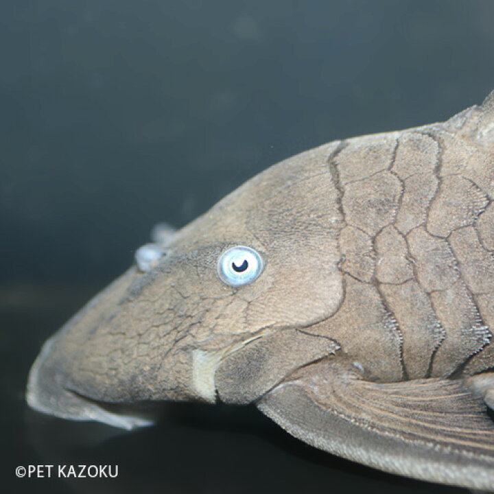 楽天市場 ブルーアイプレコ B個体 1匹 プレコ パナクエ 観賞魚 魚 アクアリウム 熱帯魚 ペット ワイルド 未来アクアリウム 楽天市場店