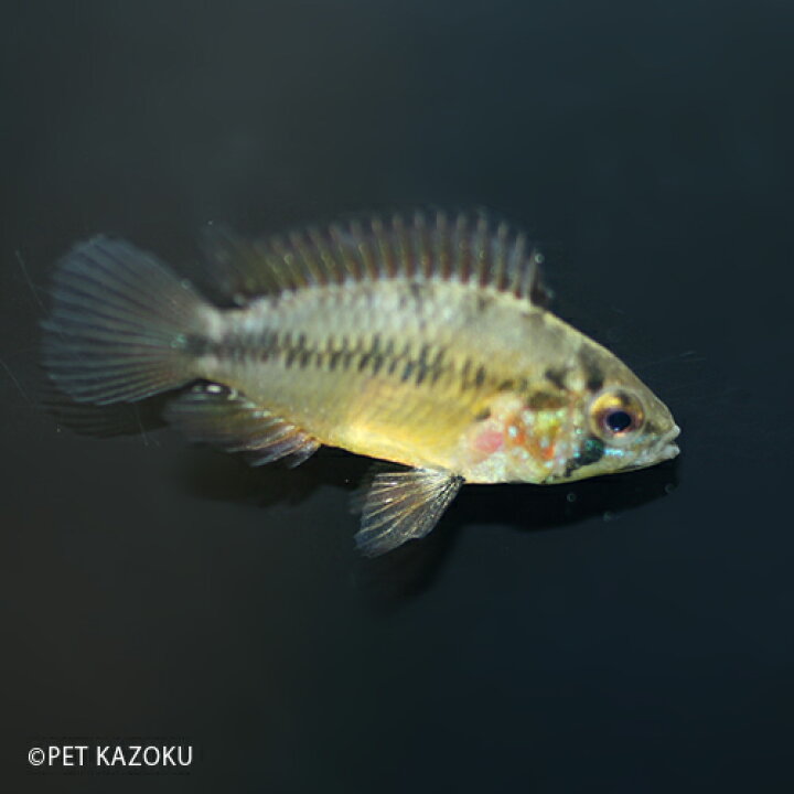 楽天市場 アピストグラマ ボレリーレッドマスク ブリード 1ペア アピスト アメリカンシクリッド シクリッド 観賞魚 魚 アクアリウム 熱帯魚 ペット ペア 未来アクアリウム 楽天市場店