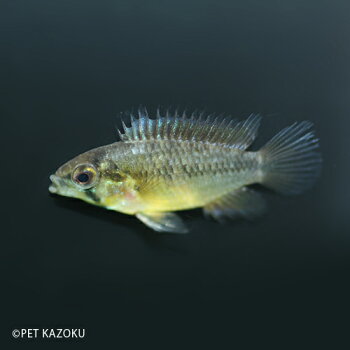 アピストグラマ・ボレリー(ブリード)1ペアアピストアメリカンシクリッドシクリッド観賞魚魚アクアリウム熱帯魚ペットペア