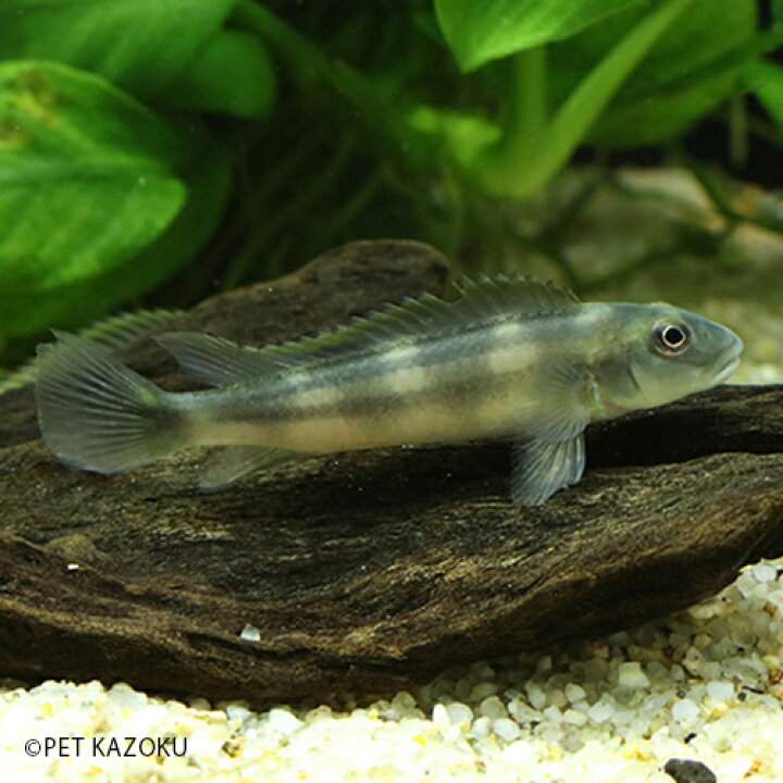 楽天市場 ステアトクラヌス ティナンティ コンゴ 1匹 アフリカンシクリッド シクリッド 観賞魚 魚 アクアリウム 熱帯魚 ペット ワイルド 未来アクアリウム 楽天市場店