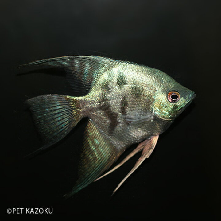 楽天市場 アバターブルーエンゼル 1匹 4cm程度 エンゼル アメリカンシクリッド シクリッド 観賞魚 魚 アクアリウム 熱帯魚 ペット 未来アクアリウム 楽天市場店